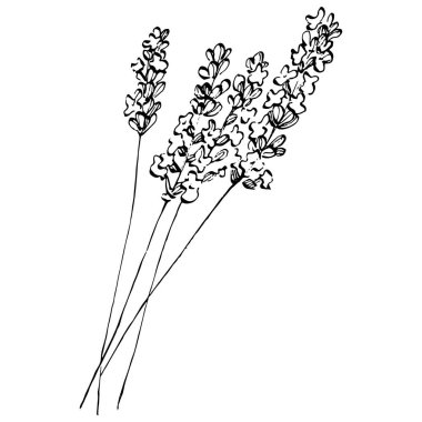 Lavanta çiçeği. Çiçekli botanik çiçeği. İzole illüstrasyon elementi. Arkaplan, doku, ambalaj deseni, çerçeve veya kenar çizimi için vektör el.