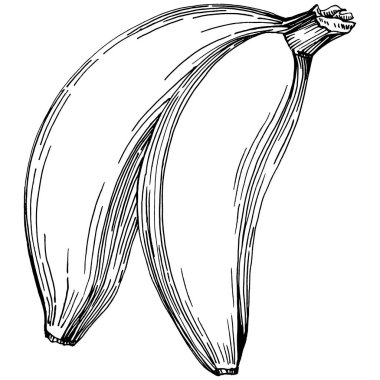 El yapımı izole edilmiş muz. Vektör illüstrasyonu egzotik meyve. 