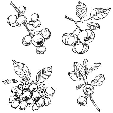 Yabanmersinli el klasik klipsli resim çiziyor. Sanat tarzında detaylandırılmış böğürtlen logosu ya da dövme. Siyah ve beyaz izole edilmiş. Amblem için antika vintage gravür