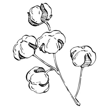 Pamuk çiçeği. Çiçekli botanik çiçeği. İzole illüstrasyon elementi. Arkaplan, doku, ambalaj deseni, çerçeve veya kenar çizimi için vektör el.