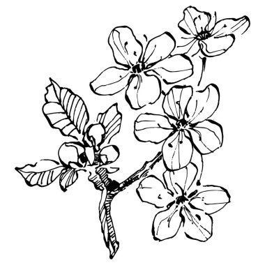 Kirazlı el klasik klipsli resim. Sanat tarzında detaylandırılmış böğürtlen logosu ya da dövme. Siyah ve beyaz izole edilmiş. Amblem için antika vintage gravür