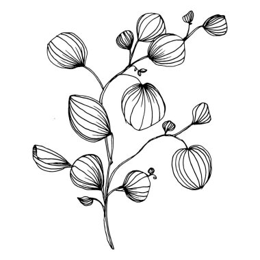 Okaliptüs yaprakları. Çiçekli botanik çiçeği. İzole illüstrasyon elementi. Arkaplan, doku, ambalaj deseni, çerçeve veya kenar çizimi için vektör el.