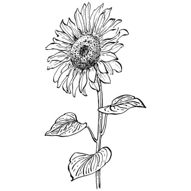 Çiçekli botanik çiçeği. İzole illüstrasyon elementi. Arkaplan, doku, ambalaj deseni, çerçeve veya kenar çizimi için vektör el.