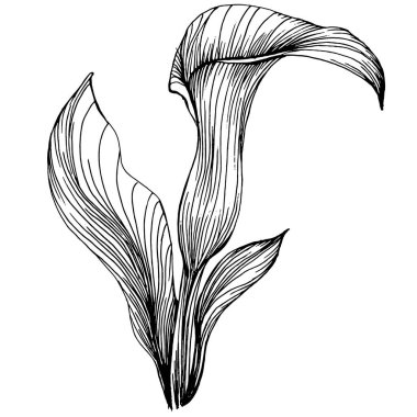 Lilium zambağı elle çizilmiş. Lilium çiçek logosu ya da dövmesi sanat tarzında detaylı. Siyah beyaz klip sanatı izole edildi. Amblem için antika vintage gravür.