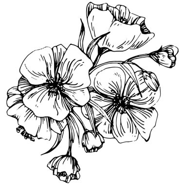 Sakura çiçeği. Çiçekli botanik çiçeği. İzole illüstrasyon elementi. Arkaplan, doku, ambalaj deseni, çerçeve veya kenar çizimi için vektör el.