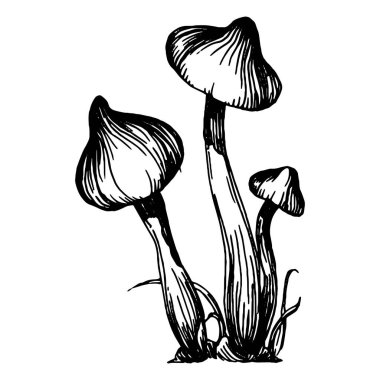 Logo için mantar çizimi. Mantar dövmesi sanat tarzında detaylı. Beyaz arka planda siyah beyaz klipsli sanat. Antika vintage gravür çizimi.