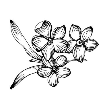 Lavanta botanik çiçeği. Düğün otunun, bitkinin ve davetiye için zarif yapraklı monogramın el yapımı tasarımı randevu kartı tasarımını kaydedin. Kırsal trend yeşillik vektör çizimi