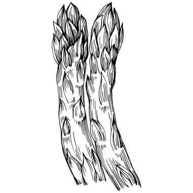 Kuşkonmaz elle çizilmiş. Sebze oymalı nesne. Menü, etiket, simge, kapak, sosyal gönderi için harika.