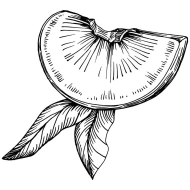 Şeftali eskiz vektörü izole edildi. El çizimi illüstrasyon meyvesi. Yaz yemekleri oymalı eski moda. Detaylı vejetaryen eskizi. Tasarım logonuz için harika, amblem, etiket, poster, baskı, menü