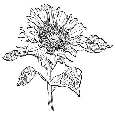 Çiçekli botanik çiçeği. İzole illüstrasyon elementi. Arkaplan, doku, ambalaj deseni, çerçeve veya kenar çizimi için vektör el.