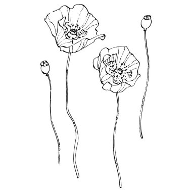 Haşhaş çiçeği. Çiçekli botanik çiçeği. İzole illüstrasyon elementi. Arkaplan, doku, ambalaj deseni, çerçeve veya kenar çizimi için vektör el.