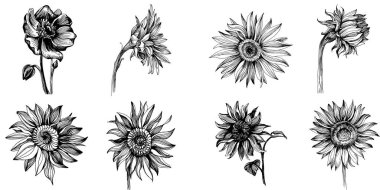 Ayçiçekleri elementleri. Çiçekli botanik çiçeği. İzole illüstrasyon elementi. Arkaplan, doku, ambalaj deseni, çerçeve veya kenar çizimi için vektör el.