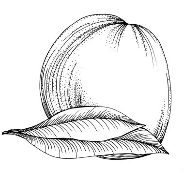 Turuncu çizim turunçgil meyve süslemesi. El yapımı Portakal Botanik Çizimleri. Beyaz arka planda izole edilmiş siyah beyaz çizgili sanat eserleri. 