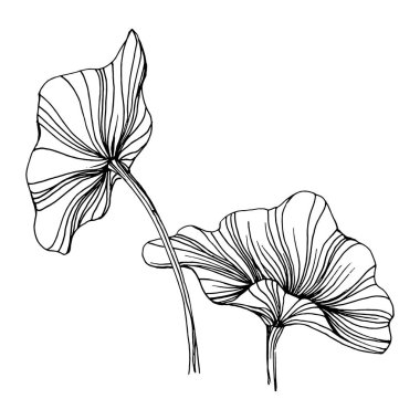 Nilüfer çiçeği. Çiçekli botanik çiçeği. İzole illüstrasyon elementi. Arkaplan, doku, ambalaj deseni, çerçeve veya kenar çizimi için vektör el.