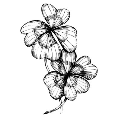 Yonca yoncası. Çiçekli botanik çiçeği. İzole illüstrasyon elementi. Arkaplan, doku, ambalaj deseni, çerçeve ya da kenar için yaban çiçeği çizen vektör el. Patricks gün arkaplanı.  