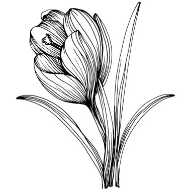 Crocus veya safran çiçeği. Çiçekli botanik çiçeği. İzole illüstrasyon elementi. Arkaplan, doku, ambalaj deseni, çerçeve veya kenar çizimi için vektör el.
