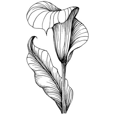 Elle çizilmiş tropik çiçek kallası. Lilium çiçek logosu ya da dövmesi sanat tarzında detaylı. Siyah beyaz klip sanatı izole edildi. Amblem için antika vintage gravür.