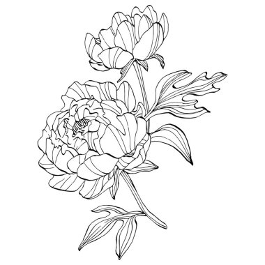 Şakayık çiçeği. Çiçekli botanik çiçeği. İzole illüstrasyon elementi. Arkaplan, doku, ambalaj deseni, çerçeve veya kenar çizimi için vektör el.