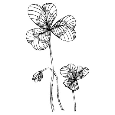 Yonca yoncası. Çiçekli botanik çiçeği. İzole illüstrasyon elementi. Arkaplan, doku, ambalaj deseni, çerçeve ya da kenar için yaban çiçeği çizen vektör el. Patricks gün arkaplanı.  