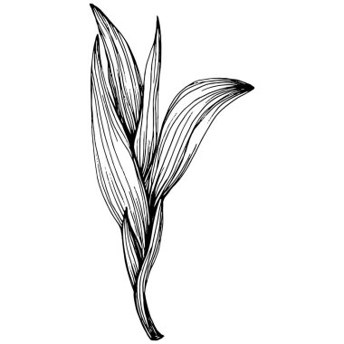 Crocus veya safran çiçeği. Çiçekli botanik çiçeği. İzole illüstrasyon elementi. Arkaplan, doku, ambalaj deseni, çerçeve veya kenar çizimi için vektör el.