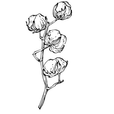 Pamuk çiçeği. Çiçekli botanik çiçeği. İzole illüstrasyon elementi. Arkaplan, doku, ambalaj deseni, çerçeve veya kenar çizimi için vektör el.