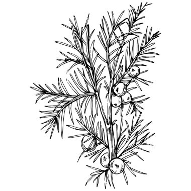 Juniper vektör çizimi. Böğürtlen dalında izole edilmiş eski bir illüstrasyon. Organik yağ oymalı taslak. Güzellik ve kaplıca, kozmetik malzeme. Etiket, poster, broşür, paket için harika