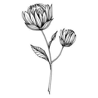 Kasımpatı elle çizilmiş. Çiçek dövmesi sanat tarzında detaylı. Çiçek dövmesi konsepti. Beyaz arka planda siyah beyaz klipsli sanat. Antika vintage gravür çizimi.