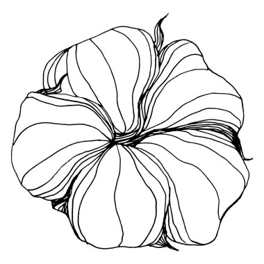 Pamuk çiçeği. Çiçekli botanik çiçeği. İzole illüstrasyon elementi. Arkaplan, doku, ambalaj deseni, çerçeve ya da kenar için yaban çiçeği çizen vektör el. Yumuşak, yumuşak pamuklu.