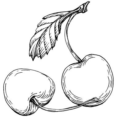 Kirazlı el klasik klipsli resim. Sanat tarzında detaylandırılmış böğürtlen logosu ya da dövme. Siyah ve beyaz izole edilmiş. Amblem için antika vintage gravür