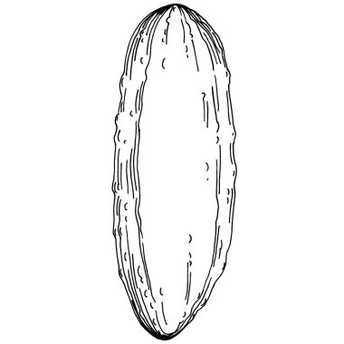 Salatalık sebzeleri taslak vektör çizimi. İşlemeli stil. Tarım piyasasında ürün. Tasarım menüsü, etiket, rozet, pankart ve tanıtım için en iyi yer. 