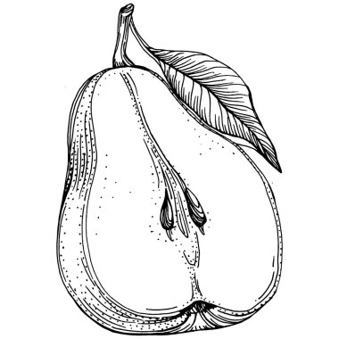 El çizimiyle çizilmiş armut eşkali. Beyaz arkaplanda meyve vektörü.