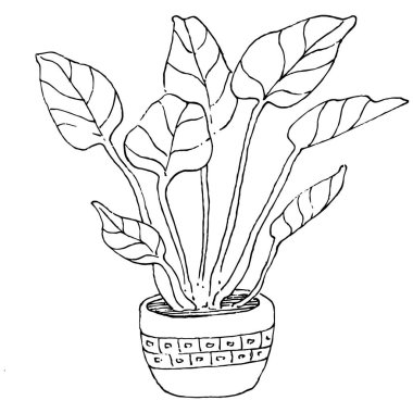 Saksıdaki Ev Bitkisi skeci. İç mekan ya da ofis dekorasyonu için bir asma fabrikada çiçek yetiştirmenin izole bir çizimini yapın. Bahçe çiçeklerinin taşıyıcısı.