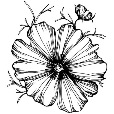 Kozmos el çizimiyle çiçek açar. Kozmos çiçeği logosu ya da sanat tarzında detaylı bir dövme. Siyah beyaz klip sanatı izole edildi. Amblem için antika vintage gravür. Bitkisel ilaçlar.