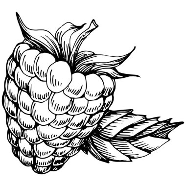 Ahududu izole vektör çizimi. Organik yağ oymalı taslak. Güzellik ve kaplıca, kozmetik malzeme. Etiket, poster, broşür, ambalaj için harika