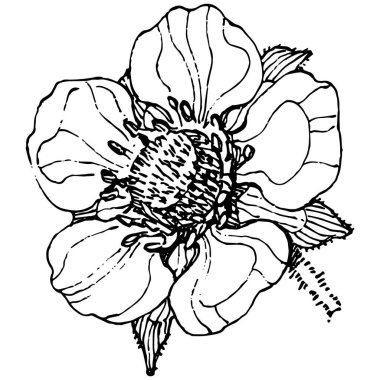 Böğürtlenler elle çiziliyor. Çilek logosu ya da dövmesi sanat tarzında detaylandırılmış. Siyah beyaz klip sanatı izole edildi. Amblem için antika vintage gravür. Bitkisel ilaçlar.