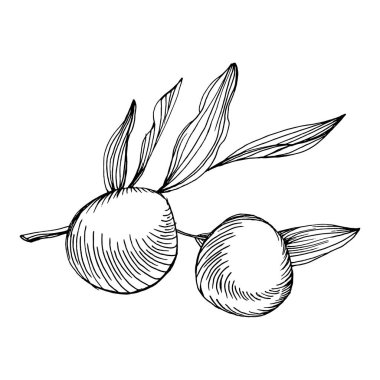 Zeytin eskiz elemanı. Zeytin dalları izole edilmiş. Arkaplan, doku, ambalaj deseni, çerçeve veya kenar çizimi için vektör el.