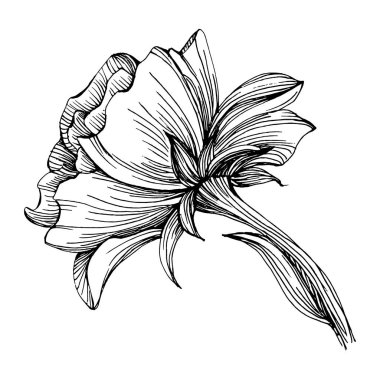 Şakayık çiçeği. Bitkisel şakayıklar. İzole illüstrasyon elementi. Arkaplan, doku, ambalaj deseni, çerçeve veya kenar çizimi için vektör el.