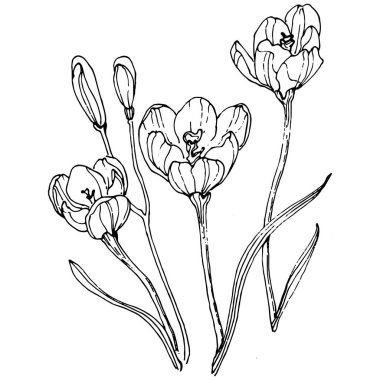 Crocus çiçek vektörü çizimi beyaz arka planda izole edilmiş, safran çizgisi sanatı. Siyah çizgili şirin bir çiçek ve beyaz arka planda beyaz bir uçak..