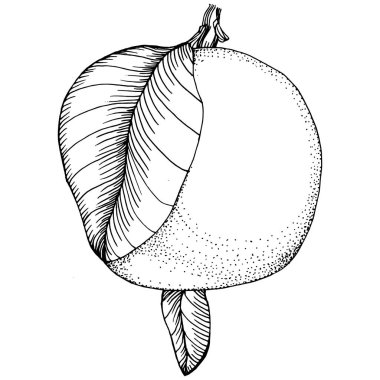 Turuncu çizim turunçgil meyve süslemesi. El yapımı Portakal Botanik Çizimleri. Beyaz arka planda izole edilmiş siyah beyaz çizgili sanat eserleri. 