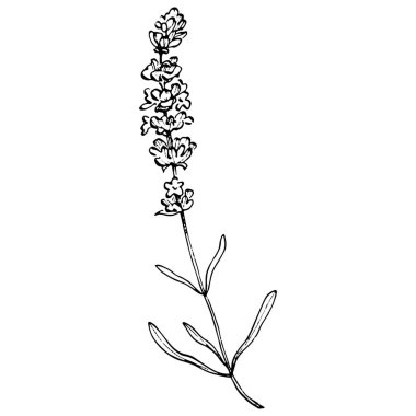 Lavanta çiçeği. Çiçekli botanik çiçeği. İzole illüstrasyon elementi. Arkaplan, doku, ambalaj deseni, çerçeve veya kenar çizimi için vektör el.