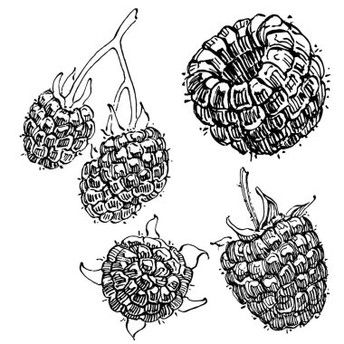 Ahududu izole vektör çizimi. Organik yağ oymalı taslak. Güzellik ve kaplıca, kozmetik malzeme. Etiket, poster, broşür, ambalaj için harika