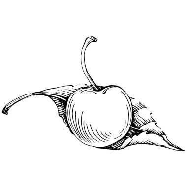 Kirazlı el klasik klipsli resim. Sanat tarzında detaylandırılmış böğürtlen logosu ya da dövme. Siyah ve beyaz izole edilmiş. Amblem için antika vintage gravür