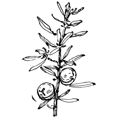 Juniper vektör çizimi. Böğürtlen dalında izole edilmiş eski bir illüstrasyon. Organik yağ oymalı taslak. Güzellik ve kaplıca, kozmetik malzeme. Etiket, poster, broşür, paket için harika