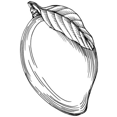 Mango tropikal meyve çizim vektörü. İşlenmiş organik gıda. Beyaz arkaplanda siyah beyaz mango ögesi.