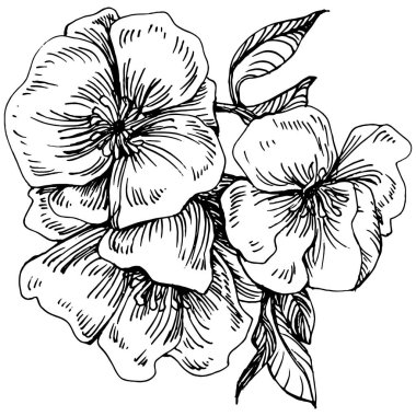 Sakura çiçeği. Çiçekli botanik çiçeği. İzole illüstrasyon elementi. Arkaplan, doku, ambalaj deseni, çerçeve veya kenar çizimi için vektör el.