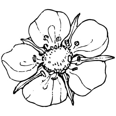 Böğürtlenler elle çiziliyor. Çilek logosu ya da dövmesi sanat tarzında detaylandırılmış. Siyah beyaz klip sanatı izole edildi. Amblem için antika vintage gravür. Bitkisel ilaçlar.