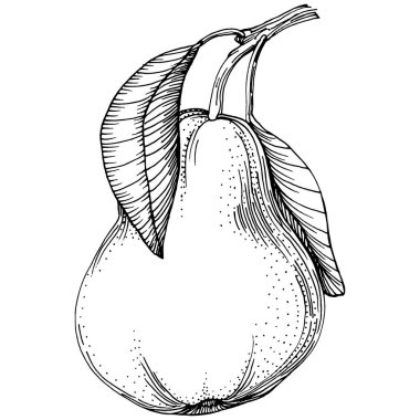 El çizimiyle çizilmiş armut eşkali. Beyaz arkaplanda meyve vektörü.