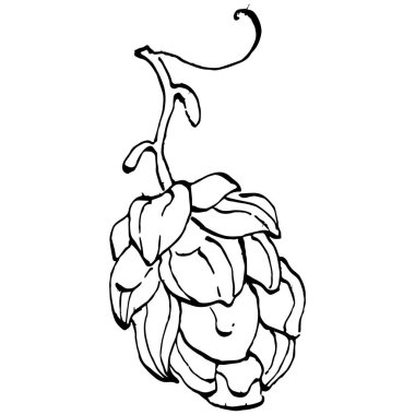 Zıplayan bitki el, klasik klipsli resim çiziyor. Humulus logosu ya da dövmesi sanat tarzında detaylı. Siyah ve beyaz izole edilmiş. Amblem için antika vintage gravür