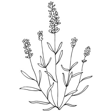 Lavanta botanik çiçeği. Düğün otunun, bitkinin ve davetiye için zarif yapraklı monogramın el yapımı tasarımı randevu kartı tasarımını kaydedin. Kırsal trend yeşillik vektör çizimi