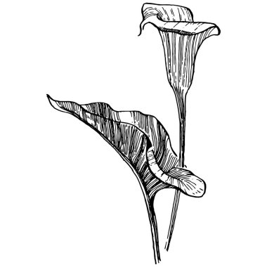 Elle çizilmiş tropik çiçek kallası. Lilium çiçek logosu ya da dövmesi sanat tarzında detaylı. Siyah beyaz klip sanatı izole edildi. Amblem için antika vintage gravür.